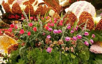 Most Beautiful Flower Wallpaper