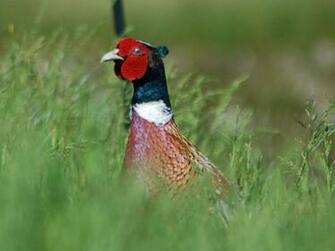 Pheasant Wallpaper