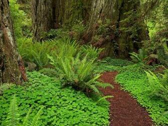 Redwoods State California Photo Wallpaper