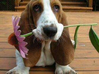 Basset Hound Dog Biting A Flower Puppies Wallpaper