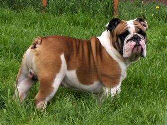English Bulldog Desktop Wallpaper Dogbreedswallpaper