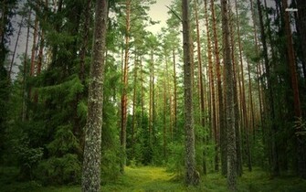 Green Woods Wallpaper Nature