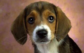 Bubble Puppy Cake Ideas And Designs