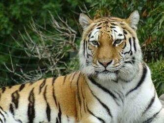 Tiger Stare By Morbowilldestroyu
