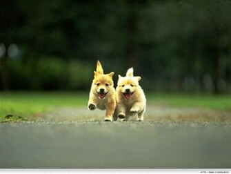 Wallpaper Cute Dogs And Puppies