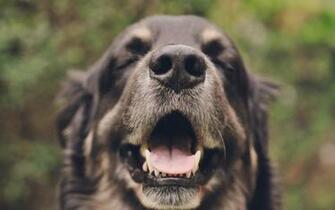 Pics Photos Dogs Cool