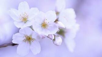 Cherry Blossoms Wallpaper