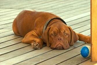 Dogue De Bordeaux Photos And Wallpaper The Beautiful