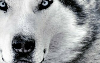 Baby Wolves Howling Wallpaper White Wolf