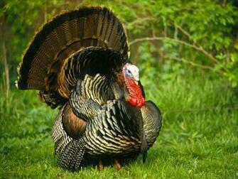 Monkey Turkey Background