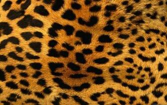 Beautiful Wallpaper HD Widescreen