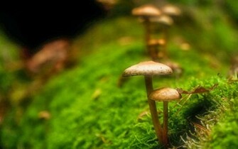 Mushrooms Wallpaper Home