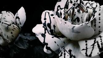 Black Amp White Rose Wallpaper