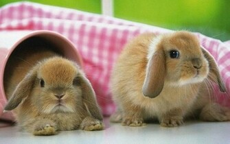 HD Wallpaper Cute Bunnies X Kb Jpeg