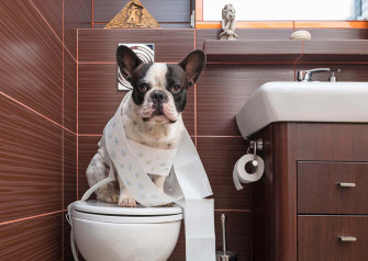 Adorable French Bulldog Wallpaper