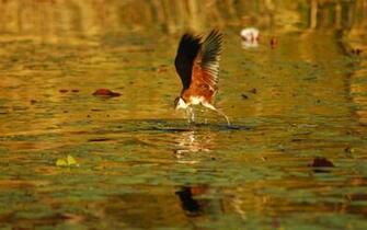 Wallpaper Botswana Bird Africa Flight 4k