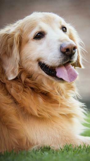 Golden Retriever Dog Phone Wallpaper Lockscreen HD 4k Android Ios