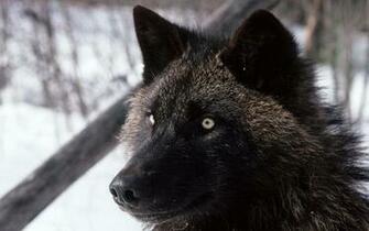 Wallpaper Wolf Dark Eyes Hair Dog Ultra HD 4k