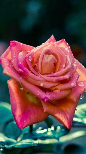 China Red Rose Macro iPhone Wallpaper