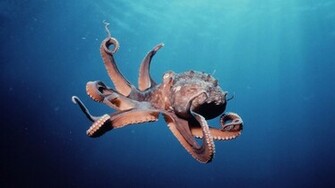 Wallpaper HD Underwater Desktop