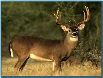 Mule Deer Screensaver