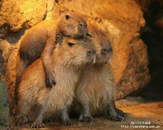 Capybara Wallpaper High Resolution Qo16jrh 4usky