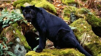Black Panther Wallpaper HD Android Desktop Abstract iPhone Design