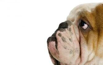 Ugly Dog Wallpaper