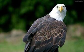 Baldeagle Animal Wallpaper HD Widescreen Gratis
