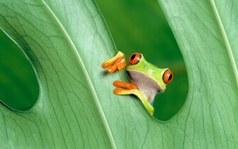 Best Funny Frog Wallpaper Desktop And Stock Photos