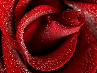 Red Rose Wallpaper Stock Photos