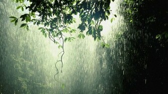 Photography Rain Raining Forest Green Wallpaper