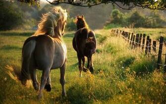 Horse Pics For Background