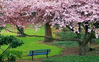 Nature Landscapes Trees Flowers Blossoms Park Garden Grass Spring