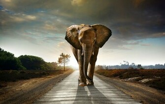 African Elephant Wallpaper Cool