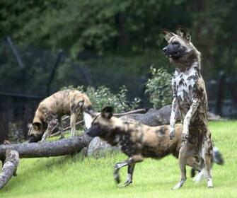 African Wild Dogs HD Wallpaper New