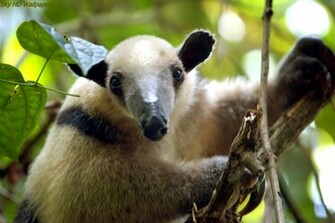 Incoming Search Terms Baby Giant Anteater Wallpaper