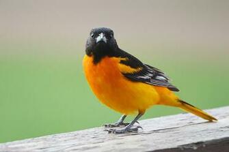 Baltimore Oriole Wallpaper HD