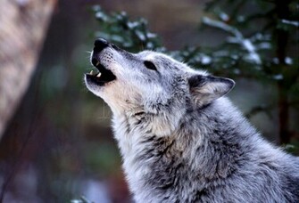 Wolf Howling Wallpaper