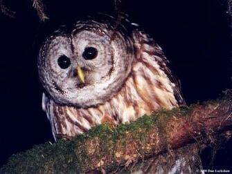Owl Wallpaper
