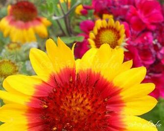 Bright Floral Print Red Pink Flower