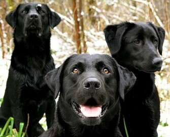 Wallpaper Black Lab Dogs