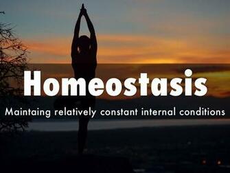Homeostasis By Amyszc