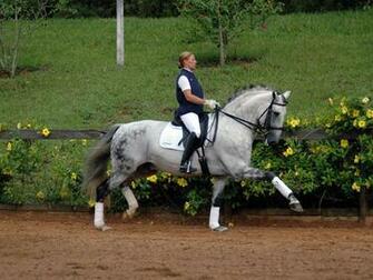 Lusitano Horse Wallpaper Best