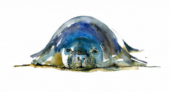 Caribbean Monk Seals Wallpaper