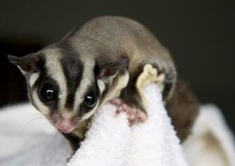 Sugar Glider Wallpaper HD
