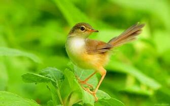 Beautiful Birds Wallpaper