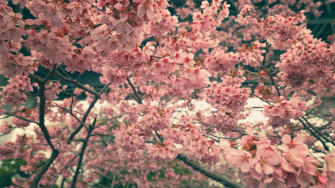 In Pics Blooming Cherry Blossoms Around The World