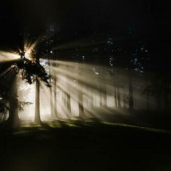Light In Wood Forest Nature Shine iPad Wallpaper iPhone