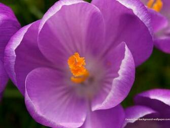 Image Save Set Desktop Background Picture Right Click The